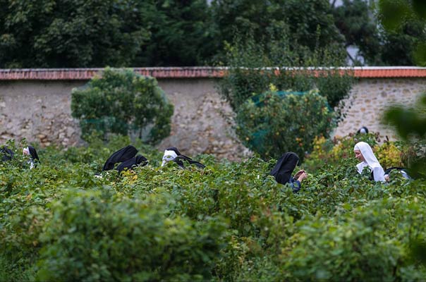 moniales de l'Annonciade de Thiais au travail au jardin