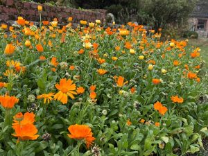 jardin du monastère d'Hurtebise : calendulas